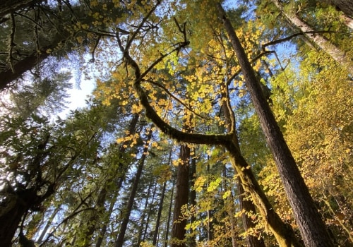 Adapting to Change: The Evolution of Political Parties in Deschutes County, Oregon